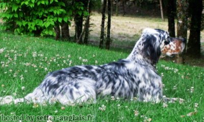 Setter Anglais D'JENNA DES BRUYERES AUX LONGS BECS Setter Anglais D'JENNA DES BRUYERES AUX LONGS BECS